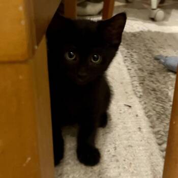 Morgan -  Domestic Short Hair Cat for Adoption in Lakewood, Colorado - Morgan | PetCurious
