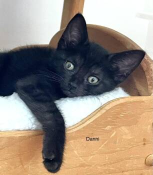 Danni -  Domestic Short Hair Cat for Adoption in Duxbury, Massachusetts - Danni | PetCurious