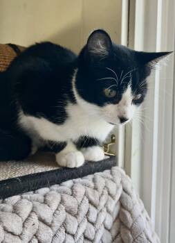 Rescue Domestic Short Hair Cats for Adoption in Lombard, Illinois - Benny | PetCurious