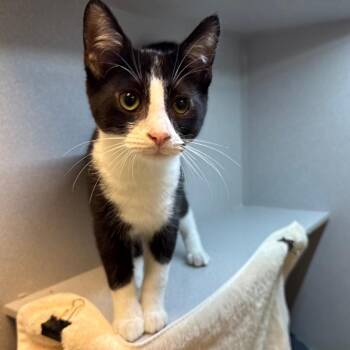 Ronaldo -  Domestic Short Hair Cat for Adoption in Pittsburgh, Pennsylvania - Ronaldo | PetCurious