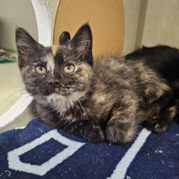 Tess -  Domestic Short Hair Cat Available for Adoption in Monroe, Michigan - Tess | PetCurious