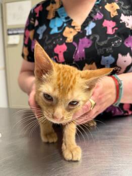 Bishop -  Domestic Short Hair Cat for Adoption in Trenton, New Jersey - Bishop | PetCurious