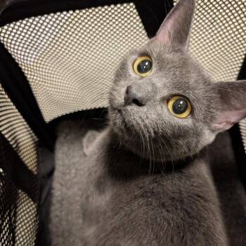 Darling Daisy -  Domestic Short Hair Cat for Adoption in Baltimore, Maryland - Darling Daisy | PetCurious