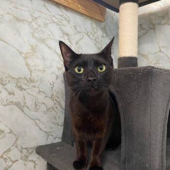 BRAD KITT -  Domestic Short Hair Cat Available for Adoption in Joshua Tree, California - BRAD KITT | PetCurious