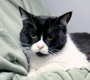 Domestic Short Hair Cats Available for Adoption - Teeny (AO35804) | PetCurious