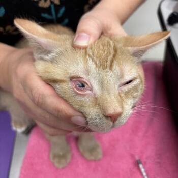Welcoming William -  Domestic Short Hair Cat for Adoption in Gloucester, Virginia - Welcoming William | PetCurious