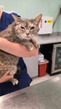 Chloe -  Domestic Short Hair Cat for Adoption in Athens, Tennessee - Chloe | PetCurious