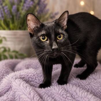 Parcheesi -  Domestic Short Hair Cat for Adoption in Greensburg, Pennsylvania - Parcheesi | PetCurious