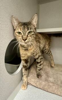 -Kraken -  Torbie and Domestic Short Hair Cat for Adoption in Red Bluff, California - -Kraken | PetCurious