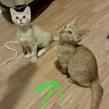 Gimli -  Domestic Short Hair Cat for Adoption in Philadelphia, Pennsylvania - Gimli | PetCurious