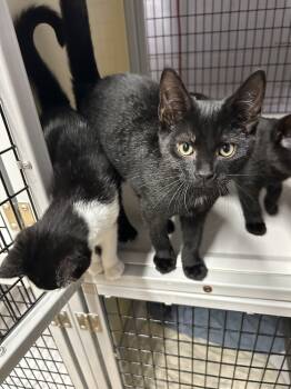Rescue Domestic Short Hair Cats for Adoption in Pinellas Park, Florida - Alfie | PetCurious