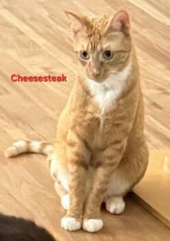 Domestic Short Hair Cats Available for Adoption in Penndel, Pennsylvania - Cheesesteak | PetCurious