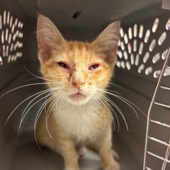 Bagel -  Domestic Short Hair Cat for Adoption in Ottawa, Kansas - Bagel | PetCurious