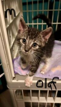 Rescue Domestic Medium Hair Cats for Adoption in Moses Lake, Washington - SG - Olaf | PetCurious