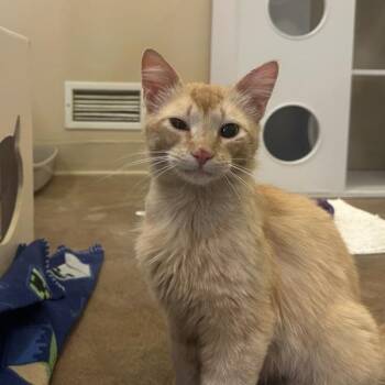 Orange Julius -  Domestic Short Hair Cat for Adoption in Walnut Creek, California - Orange Julius | PetCurious