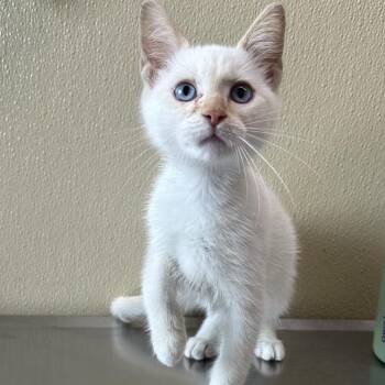 Sky -  Domestic Short Hair Cat for Adoption in Clavet, Saskatchewan - Sky | PetCurious