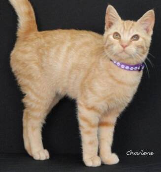 Rescue Tabby and Domestic Short Hair Cats for Adoption in Newland, North Carolina - Buffy | PetCurious