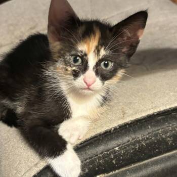 Plum -  Domestic Short Hair Cat for Adoption in Fayetteville, Georgia - Plum | PetCurious