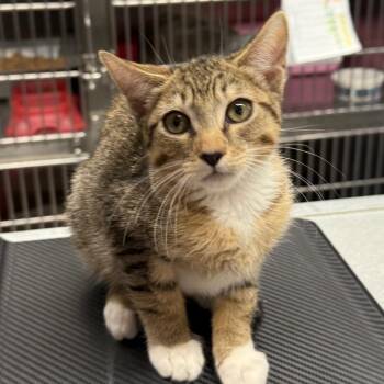 Burlap -  Domestic Short Hair Cat for Adoption in Spokane, Washington - Burlap | PetCurious
