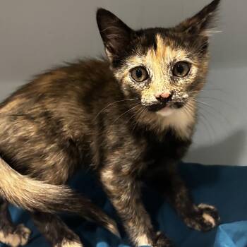 Issa -  Domestic Short Hair Cat for Adoption in Chattanooga, Tennessee - Issa | PetCurious