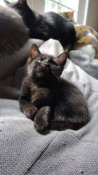 Magenta -  Domestic Short Hair Cat for Adoption in Deltona, Florida - Magenta | PetCurious