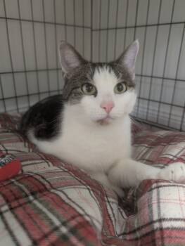 Rescue Domestic Short Hair Cats for Adoption in Fall River, Massachusetts - Darwin | PetCurious