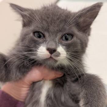 Fern -  Domestic Short Hair Cat Available for Adoption in Meridian, Idaho - Fern | PetCurious