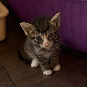 Dobby -  Domestic Short Hair Cat for Adoption in Briarcliff Manor, New York - Dobby | PetCurious