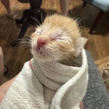 Stuart Little -  Domestic Short Hair Cat for Adoption in Columbia, Missouri - Stuart Little | PetCurious