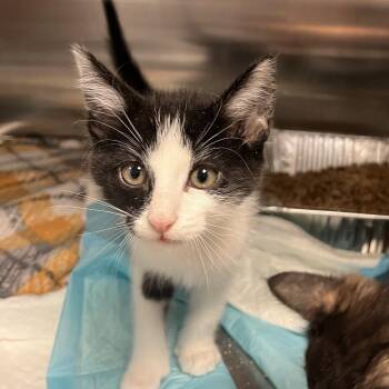 Rescue Domestic Short Hair Cats for Adoption in Salt Lake City, Utah - Purrcules | PetCurious