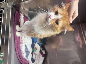 Domestic Long Hair Cats Available for Adoption - Ambrose | PetCurious