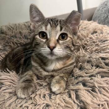 Torbitha -  Domestic Short Hair Cat for Adoption in Chicago, Illinois - Torbitha | PetCurious
