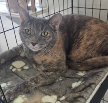 Kiki -  Domestic Short Hair Cat for Adoption in Clinton, Missouri - Kiki | PetCurious