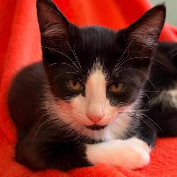 Domestic Short Hair Cats Available for Adoption in Middlebury, Vermont - Monarch | PetCurious