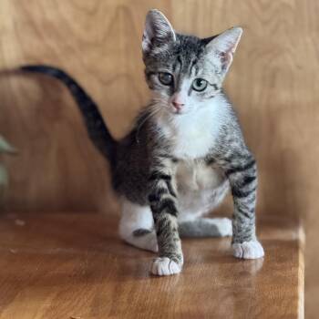 Starcky -  American Shorthair Cat for Adoption in Riverwoods, Illinois - Starcky | PetCurious