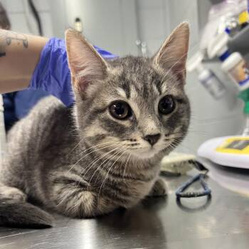Domestic Short Hair Cats Available for Adoption in Summerville, South Carolina - Baker | PetCurious