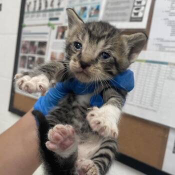 Jamir -  Domestic Short Hair Cat for Adoption in Edinburg, Texas - Jamir | PetCurious