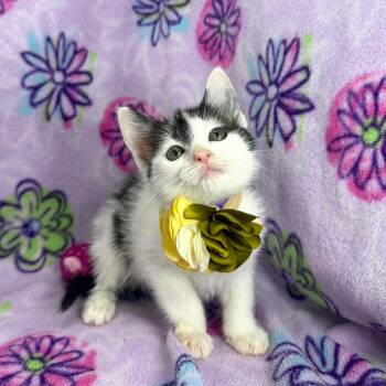 Glynda -  Turkish Van Cat for Adoption in Tavares, Florida - Glynda | PetCurious