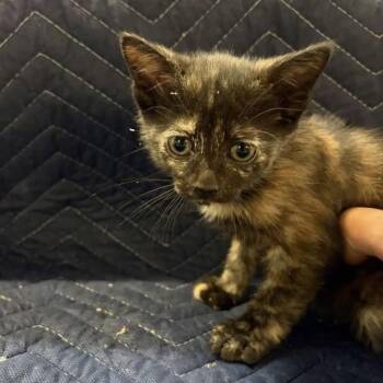 Bearnaise -  Domestic Short Hair Cat for Adoption in Williston, Florida - Bearnaise | PetCurious