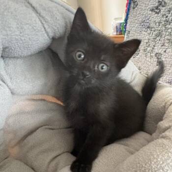 Nix -  Domestic Short Hair Cat for Adoption in League City, Texas - Nix | PetCurious