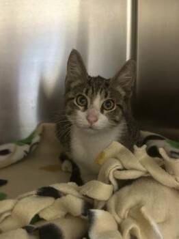 Alya -  Domestic Short Hair Cat for Adoption in Wichita, Kansas - Alya | PetCurious