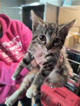 Domestic Short Hair Cats Available for Adoption - Leia | PetCurious