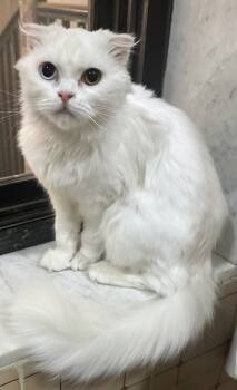 Rescue Scottish Fold Cats for Adoption in Snow Hill, Maryland - Twiny | PetCurious