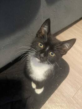 Domestic Short Hair Cats Available for Adoption - Jasper | PetCurious