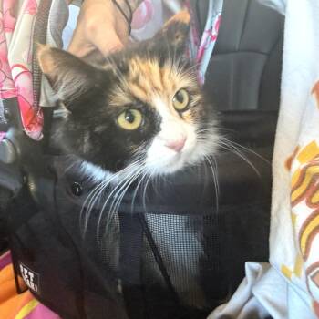 Domestic Long Hair Cats Available for Adoption - ANNIE | PetCurious