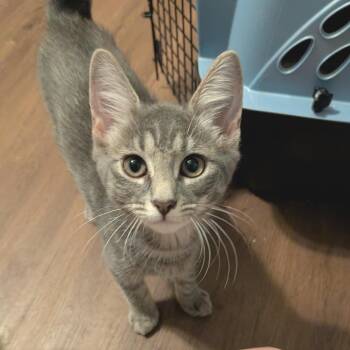 Rachel -  Domestic Short Hair Cat for Adoption in Baltimore, Maryland - Rachel | PetCurious