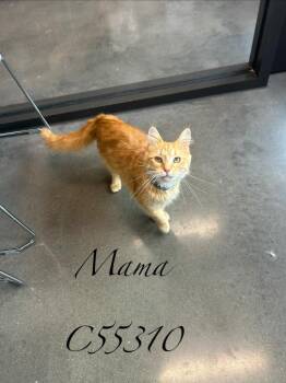 Mama -  Domestic Medium Hair Cat for Adoption in Clarksville, Tennessee - Mama | PetCurious