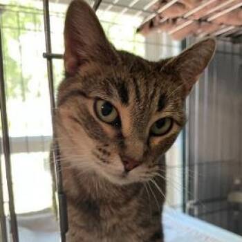 Sweet Pea -  Domestic Short Hair Cat for Adoption in Spencer, Indiana - Sweet Pea | PetCurious