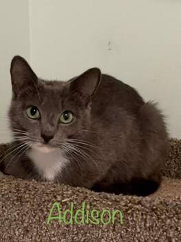 Domestic Short Hair Cats Available for Adoption - Addison | PetCurious