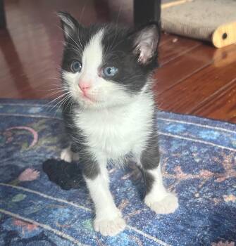Dove -  Domestic Short Hair Cat for Adoption in Fort Worth, Texas - Dove | PetCurious